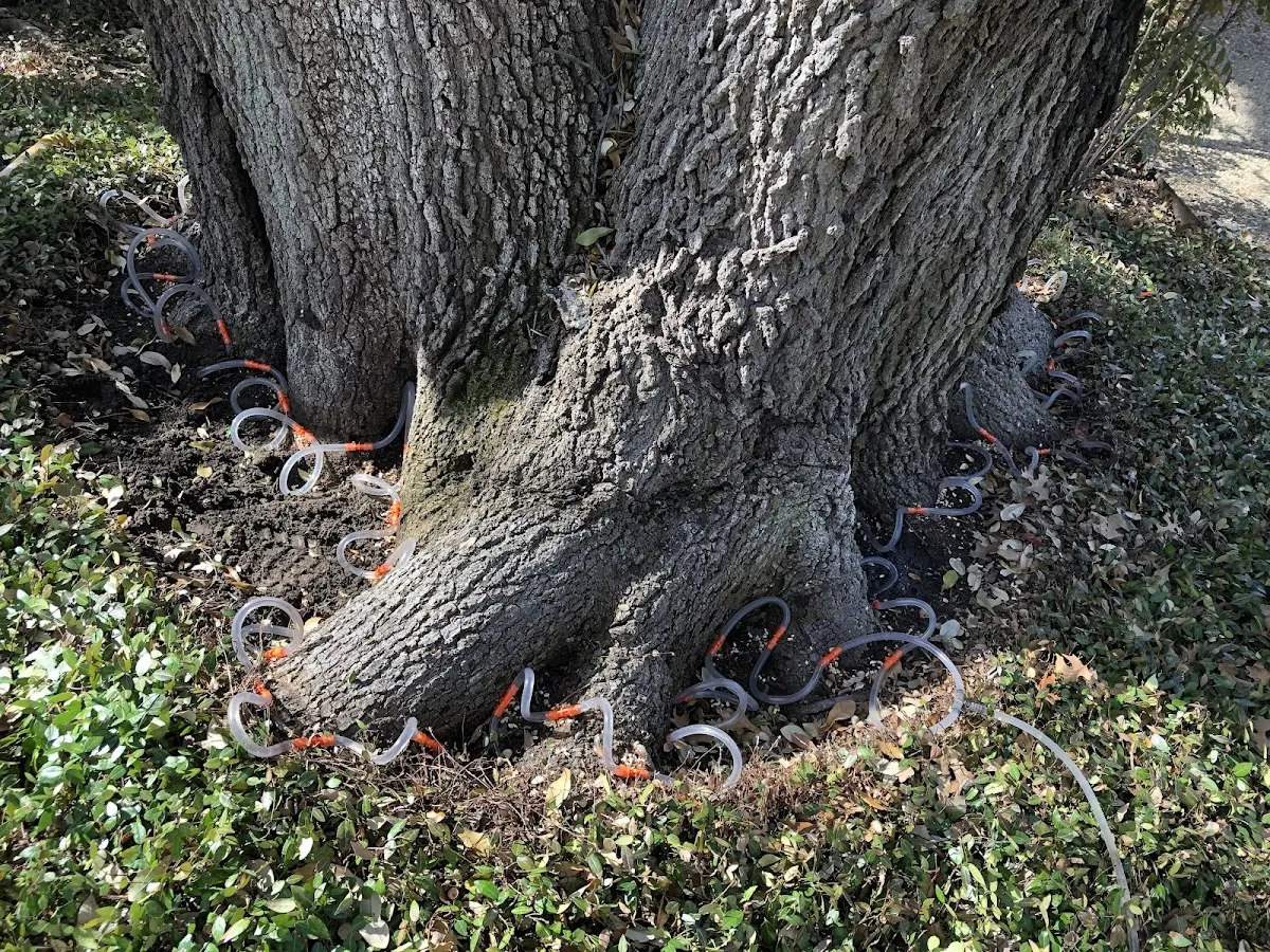 Detailed Tree Cabling and Bracing job site in Three Bridges
