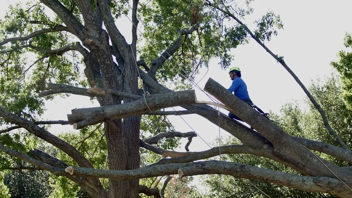 Professional Crown Thinning performed by certified arborists in Three Bridges